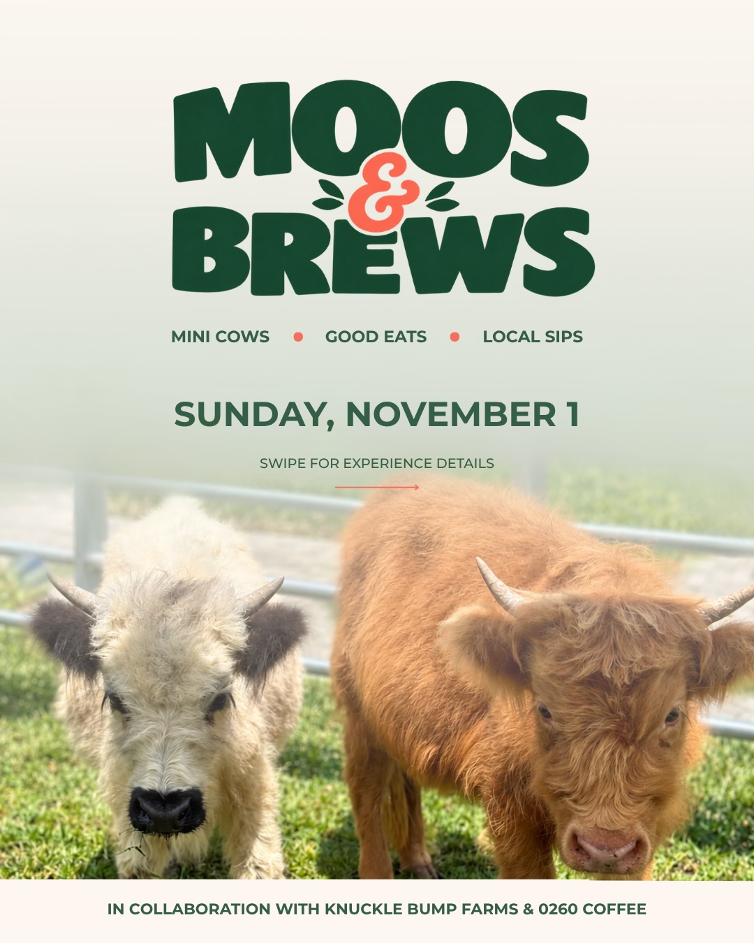 Moos & Brews